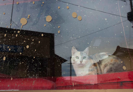 L'amico dei gatti di Fukushima